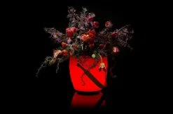 Blitzangebot 🔔 Joouls THE JOOULY Limited BOWL 😉 -Stelton Shop 4004223021022 4004223021022 6